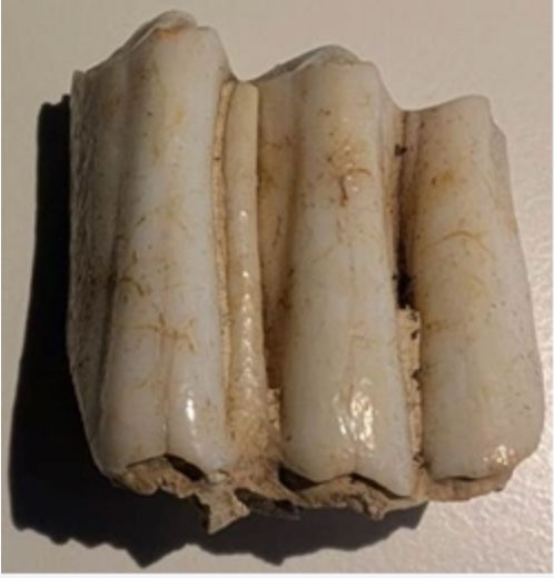 Cow third molar tooth