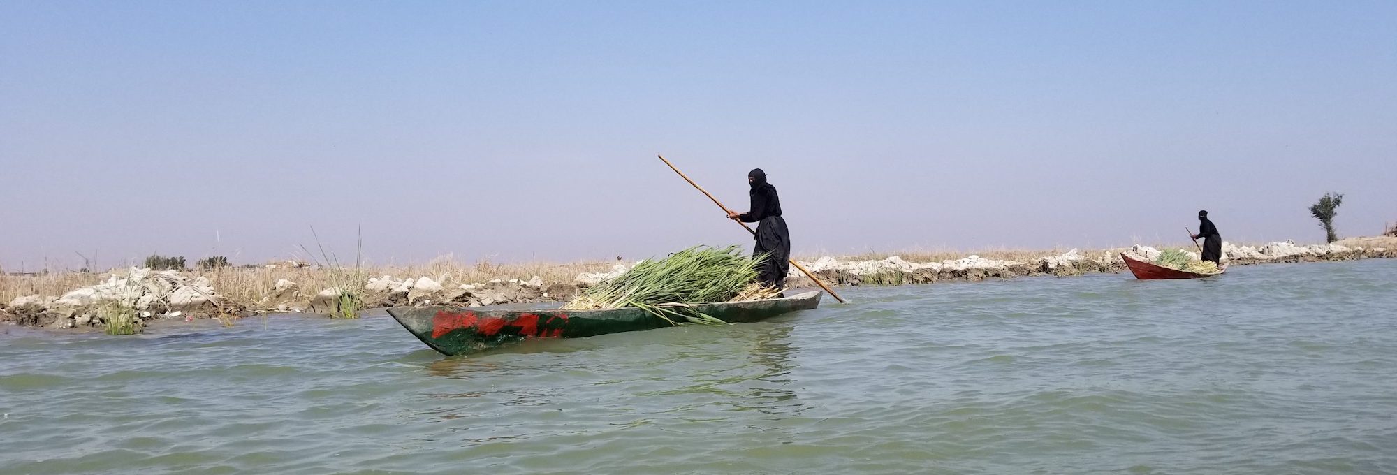Iraqi Marsh Arabs poling mashoofs, traditional canoes, loaded with freshly cut reeds
