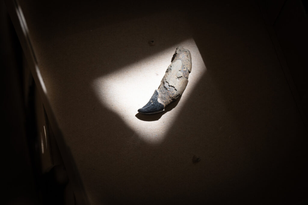 Seal tooth