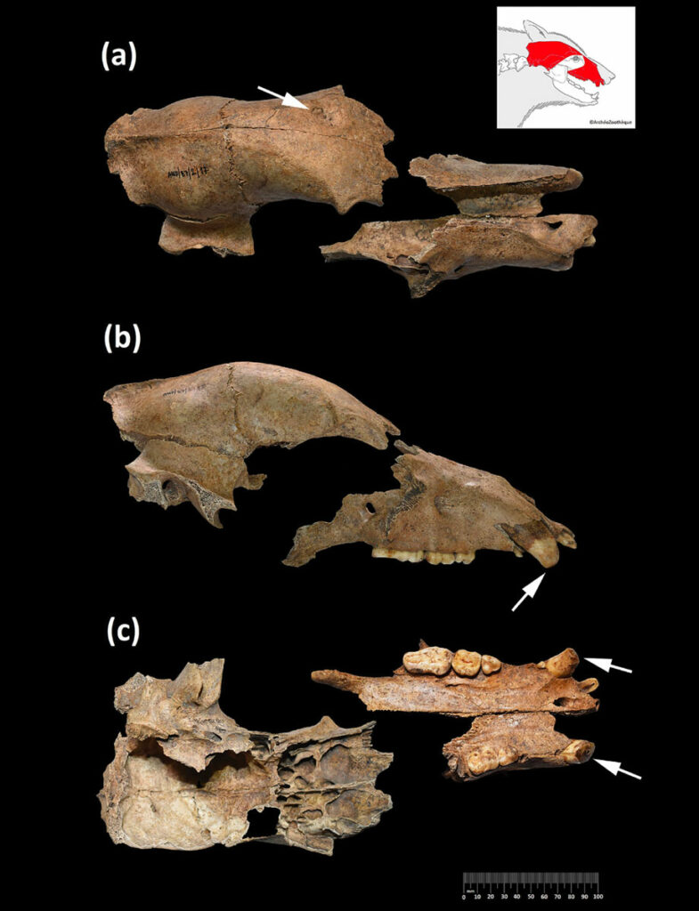 Fragmented brown bear cranium