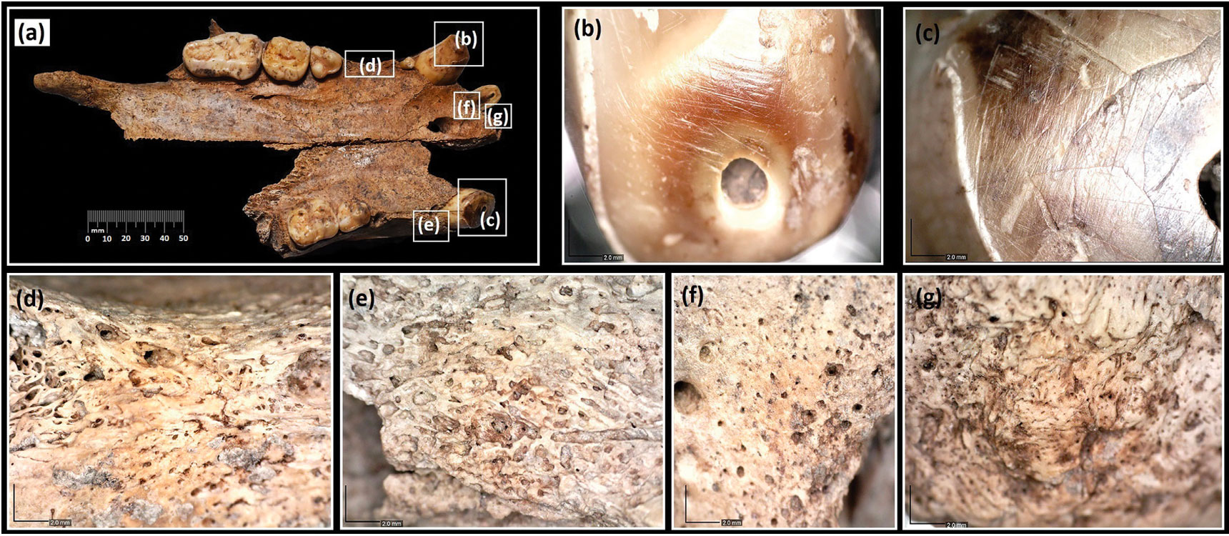 Ventral view of fragmented maxilla of brown bear