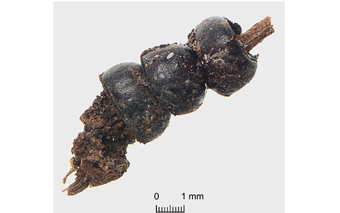 Phyllobius viridicollis beetle pronota strung on a preserved blade of grass