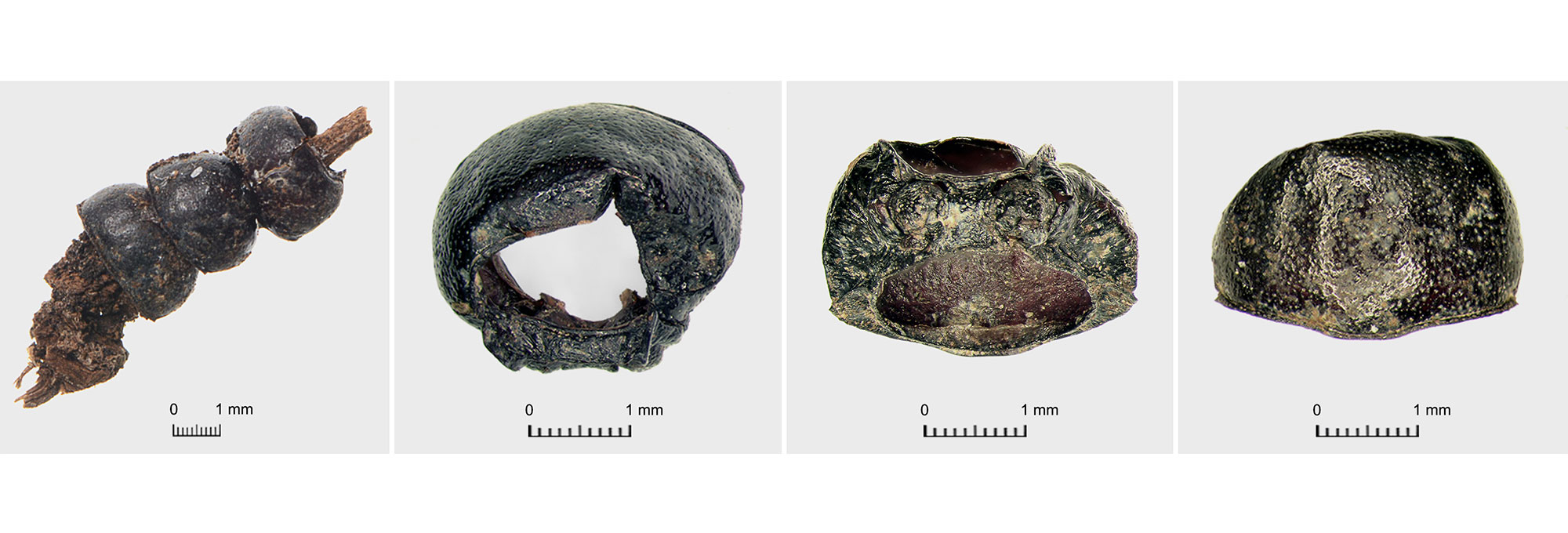 Phyllobius viridicollis beetle pronota