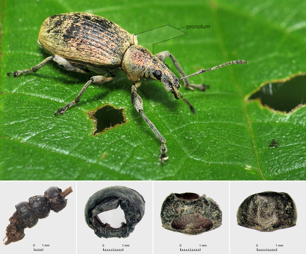 (Top) Phyllobius viridicollis beetle with pronotum marked; (bottom) beetle pronota strung on a blade of preserved grass, and different views of one of the pronota