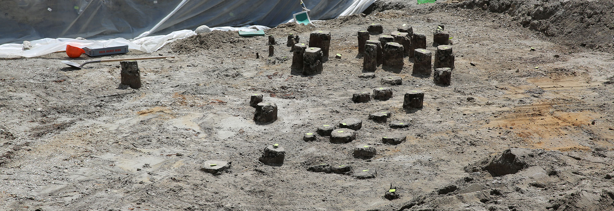 Excavation of closely spaced oak posts from the bridge, Aegerten, Switzerland