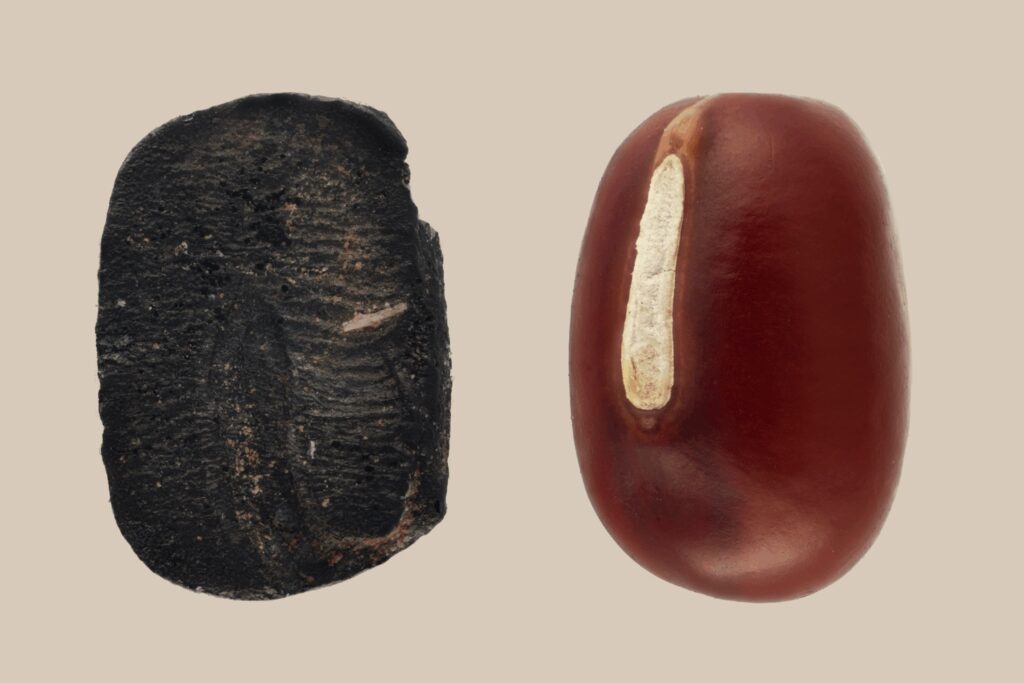 Charred (left) and fresh (right) adzuki bean