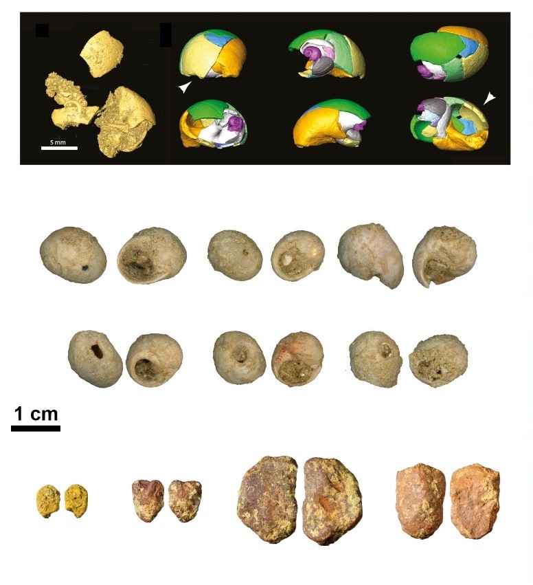 Perforated Littorina obtusata shells associated with Chatelperronian stone tools