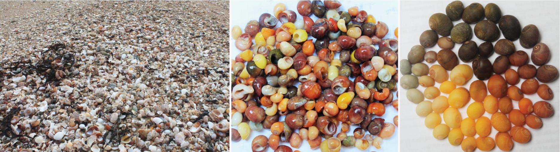 Thanatocoenosis on Men-Du Beach in Brittany, France (left), Littorina obtusata shells collected from thanatocoenosis (center), and color variability of shells