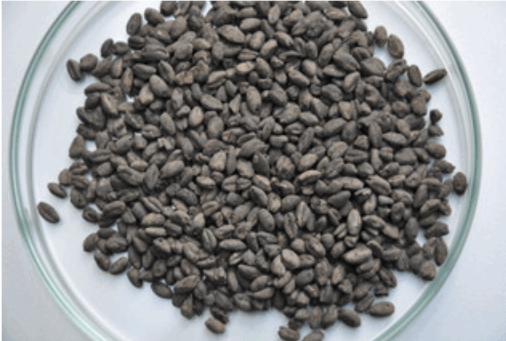 Charred emmer grains