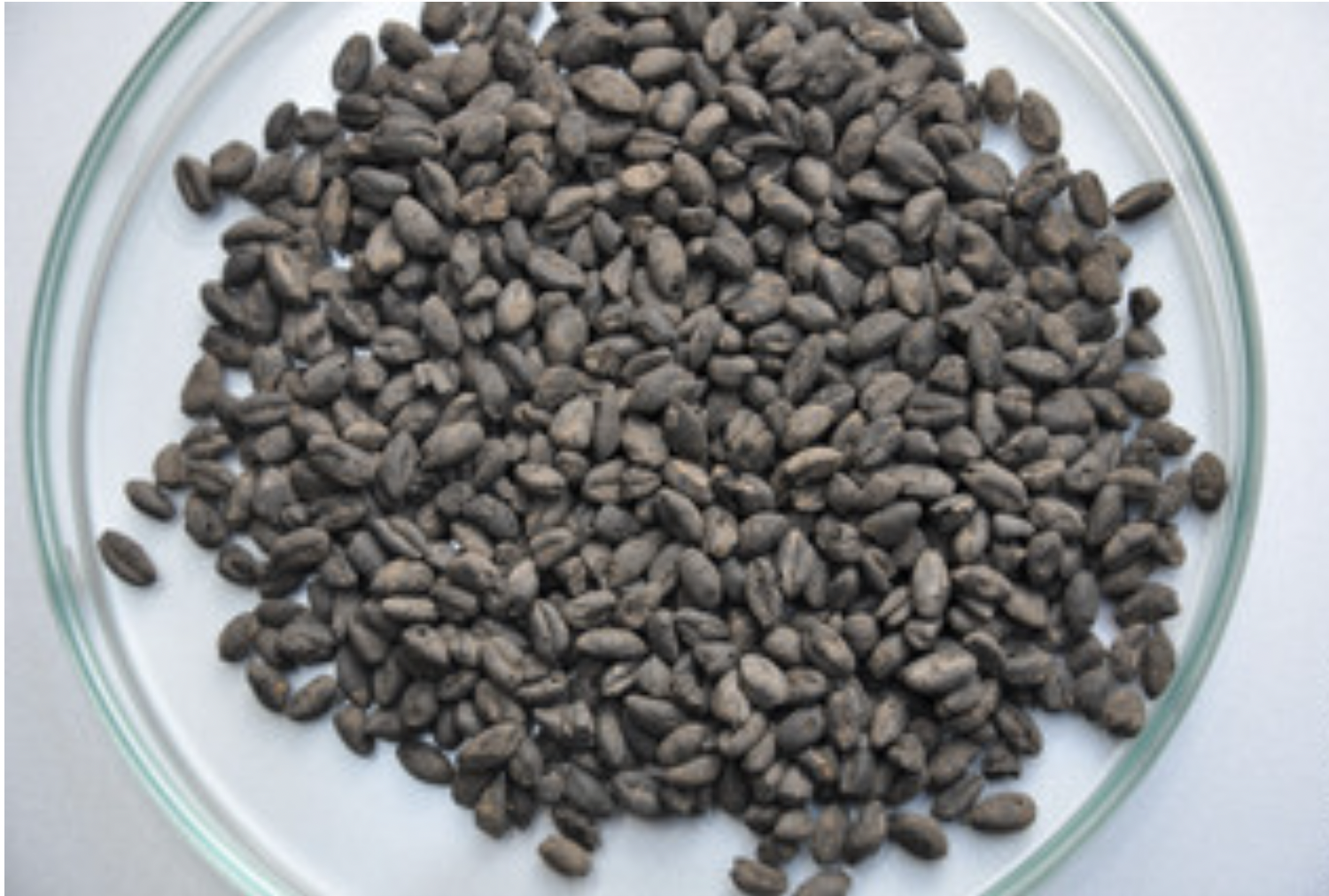Charred emmer grains