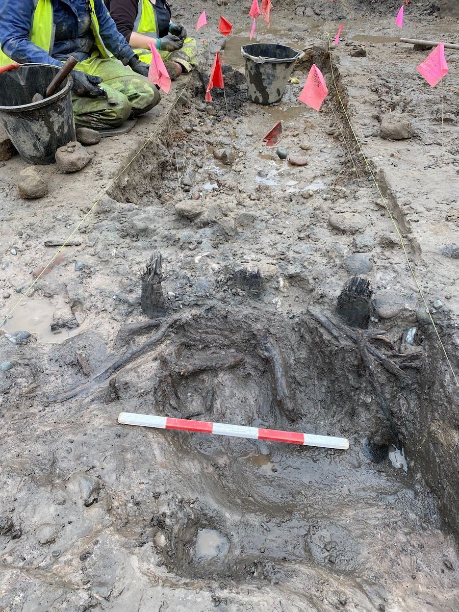 Excavation of wattle fencing at the Spoutmouth site, Glasgow, Scotland