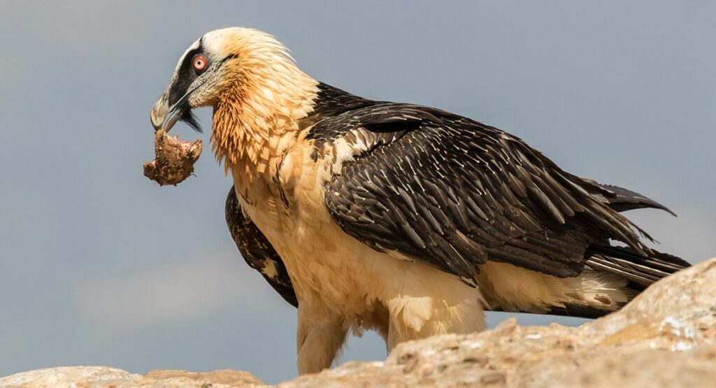 Bearded vulture