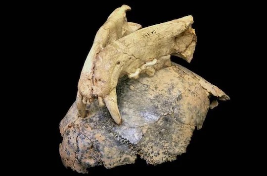 Fossil evidence showing leopard bite marks embedded in a hominin skull