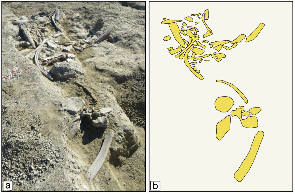(a) Archaeological and paleontological deposit at Casal Lumbroso, Rome, Italy, and (b) drawing of the large mammal bones exposed in the main surface