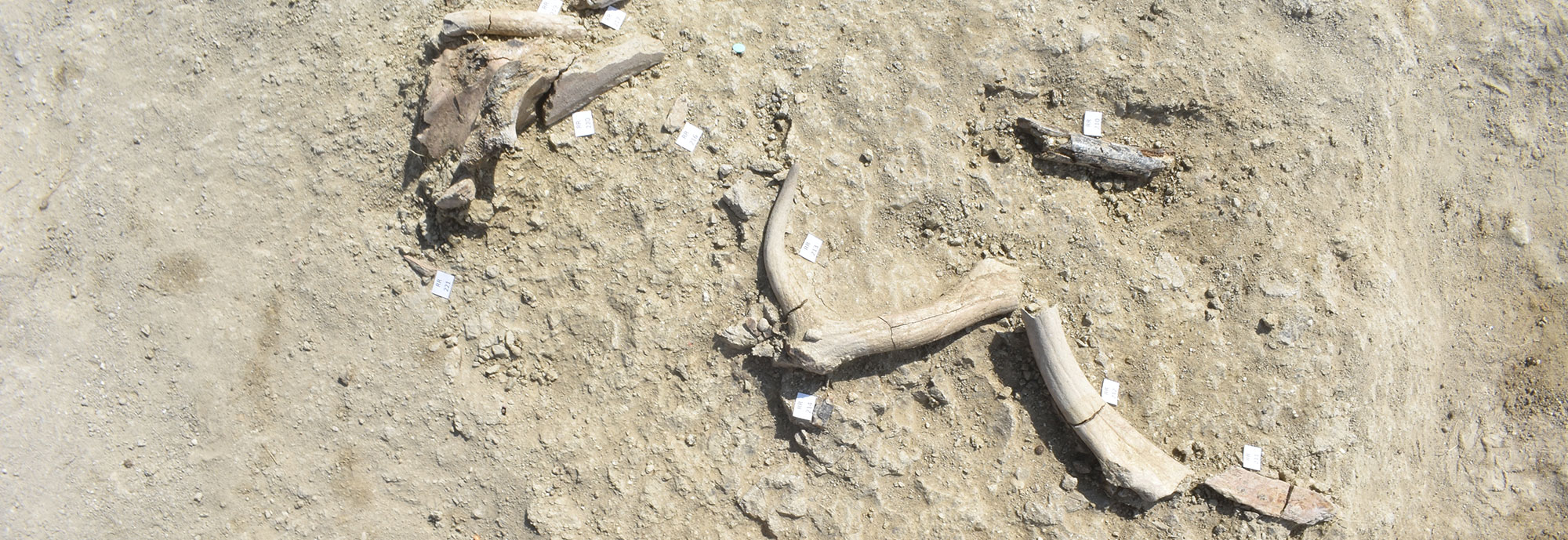 Excavation of Palaeoloxodon bones at Casal Lumbroso, Rome, Italy