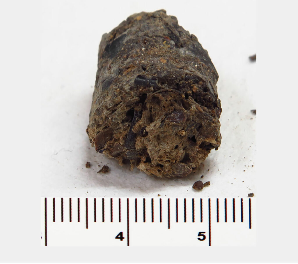 Ancient Microbiome of Mexico’s Zimapán Man Analyzed