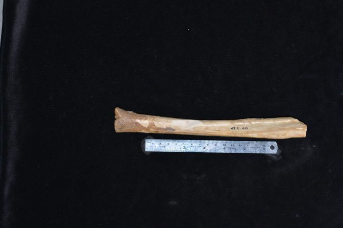 Fossilized giant kangaroo bone