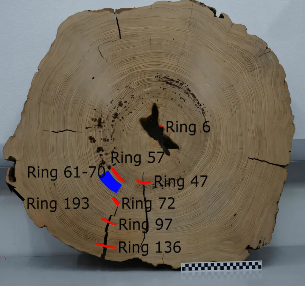 Mitchell Log, with locations of radiocarbon samples taken