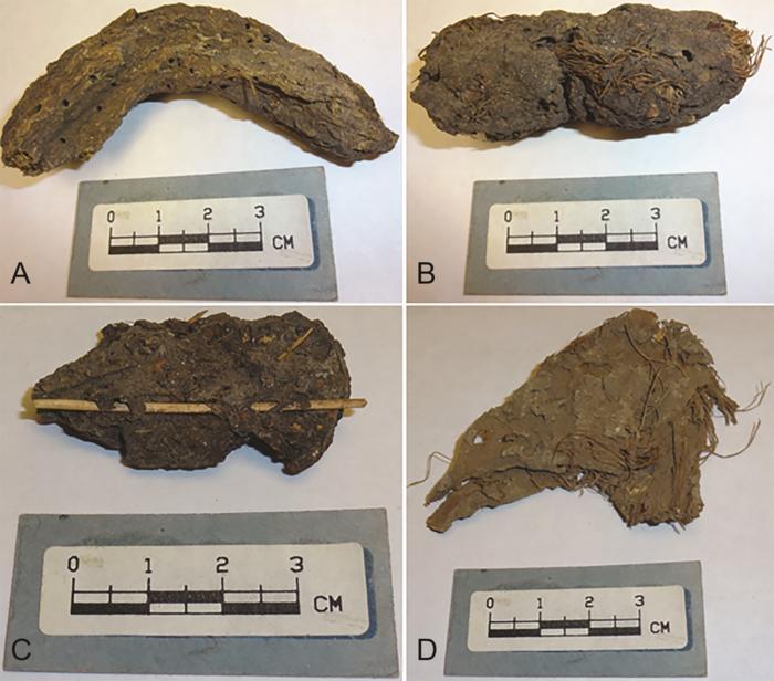 Desiccated fecal material from the Cave of the Dead Children