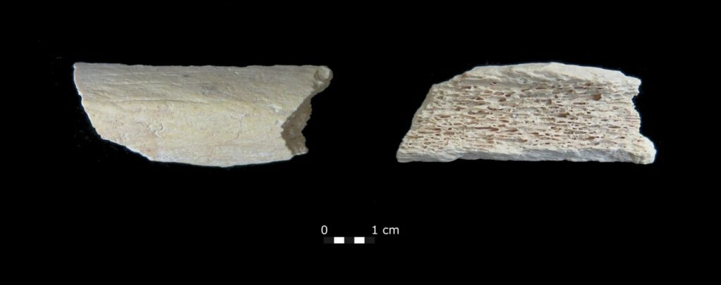 Neanderthal thigh bone