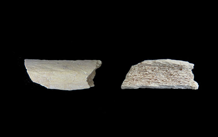 Neanderthal thigh bone