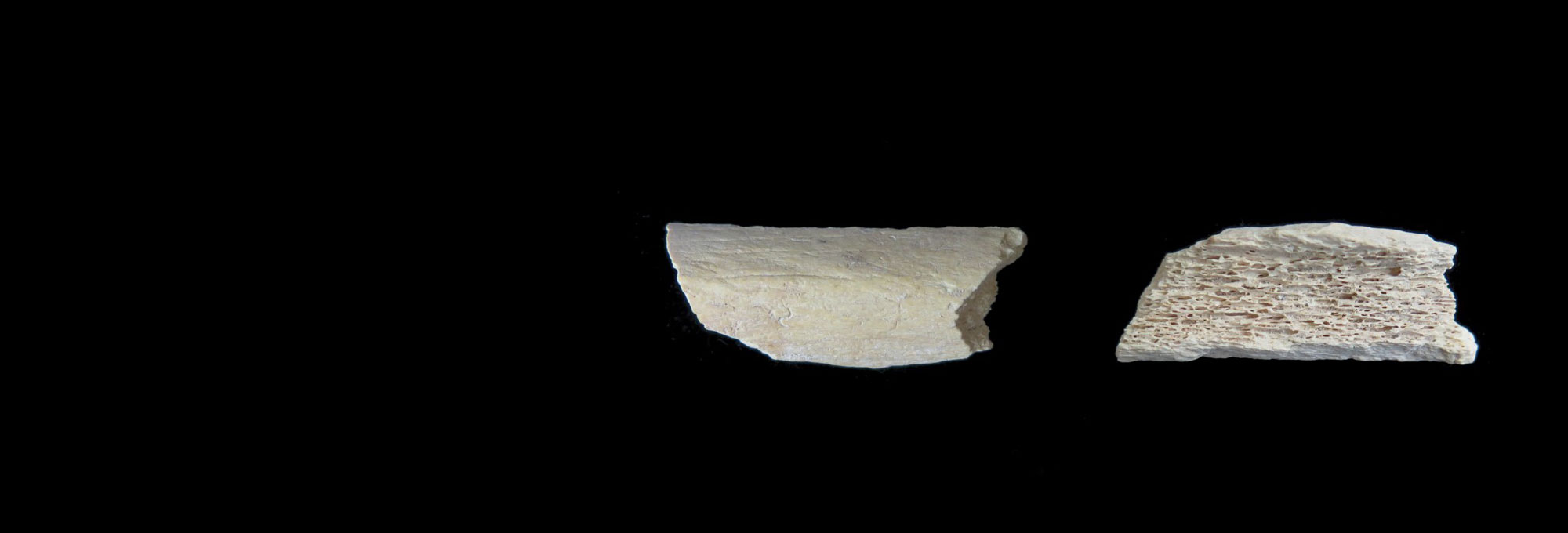 Neanderthal thigh bone