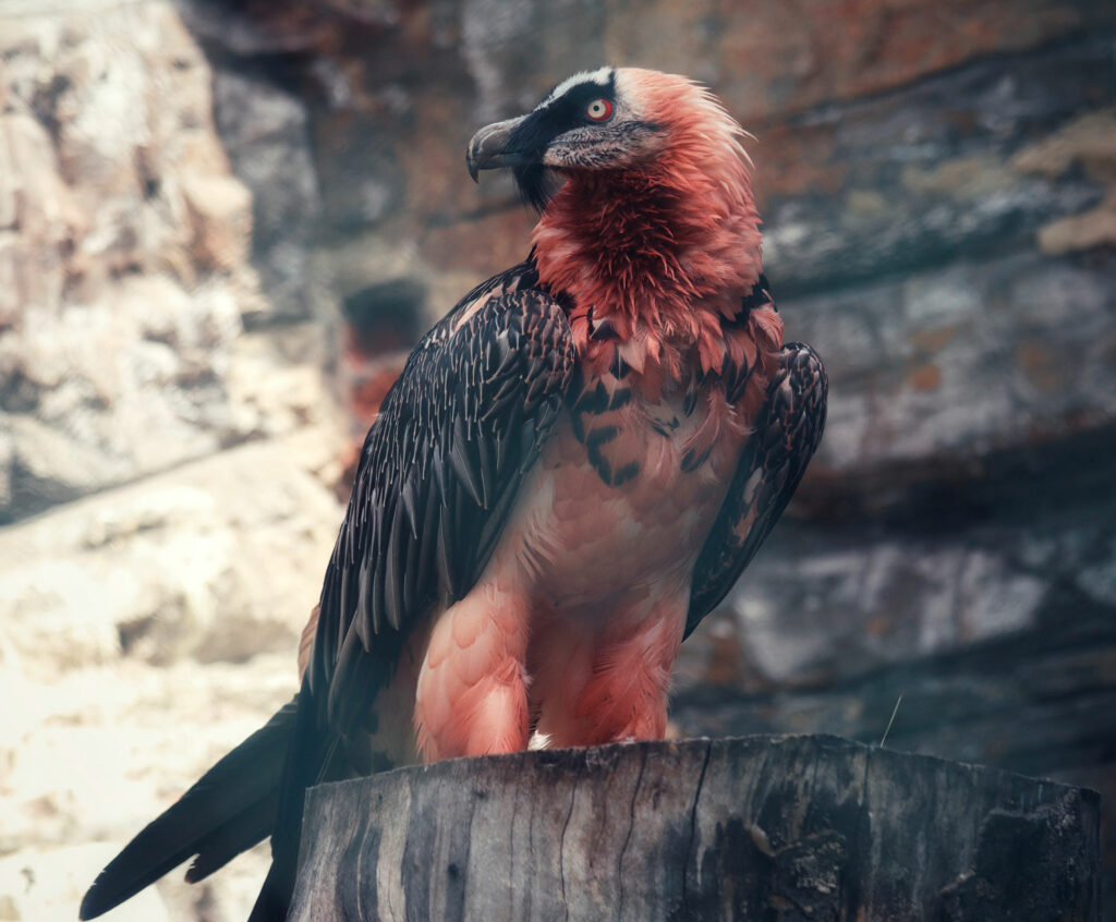 Bearded vulture
