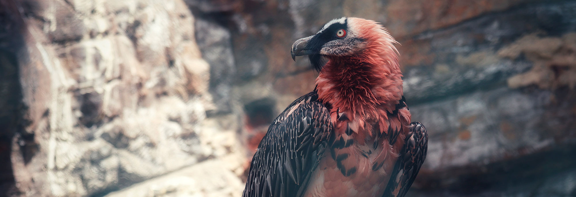 Bearded vulture