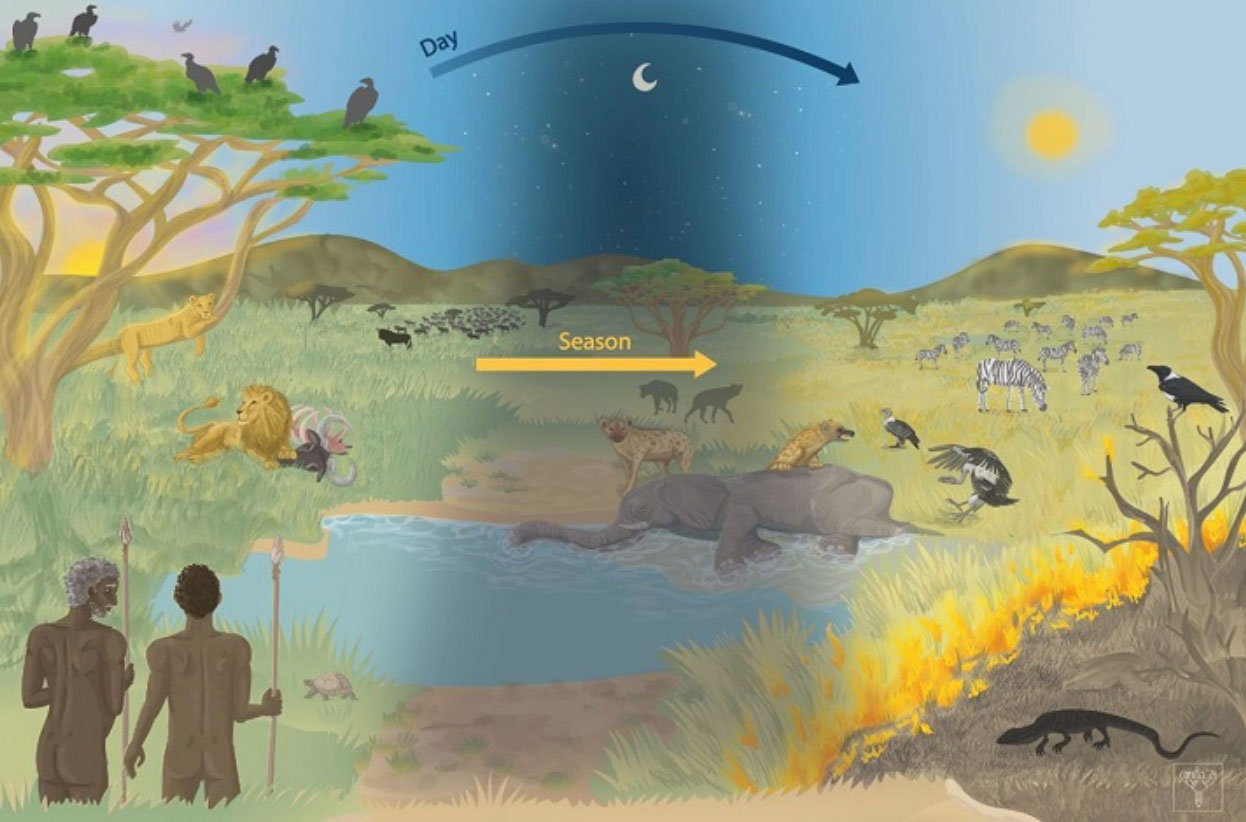 Illustration showing factors influencing scavenging behavior in humans