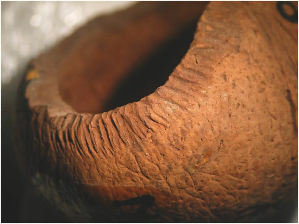 Palm seed chewed by a rat