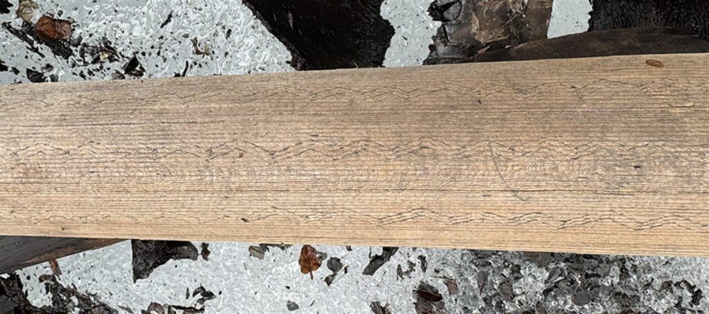 Wooden Reindeer Trap Found in Norway’s Melting Ice