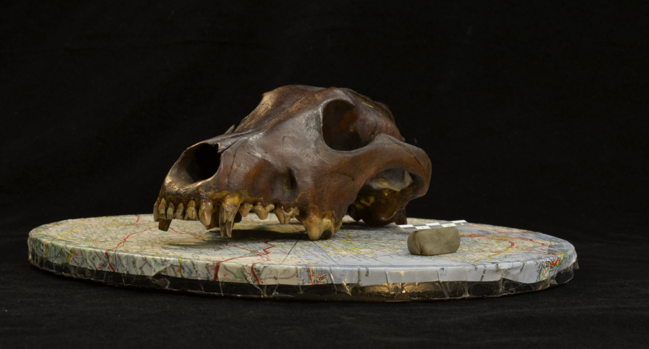 Archaeological canid skull