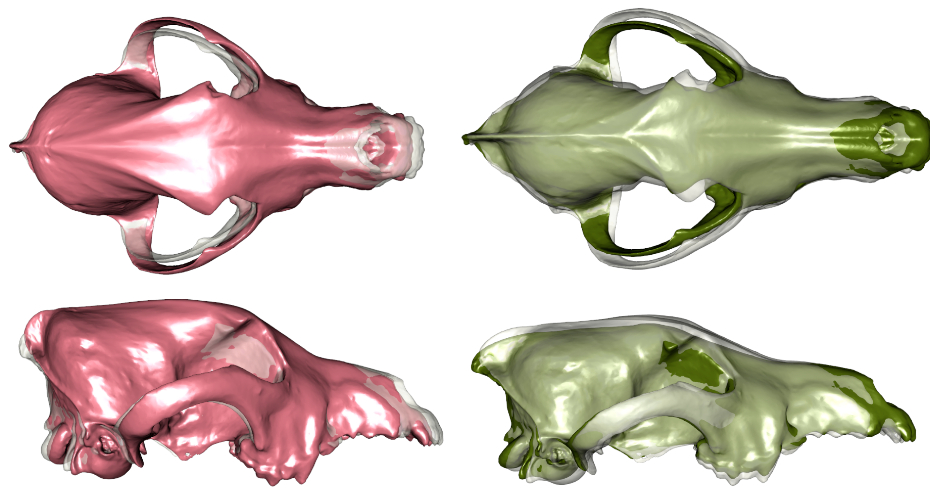 Visualization of skull shape differences between modern dogs (pink) and modern wolves (green)