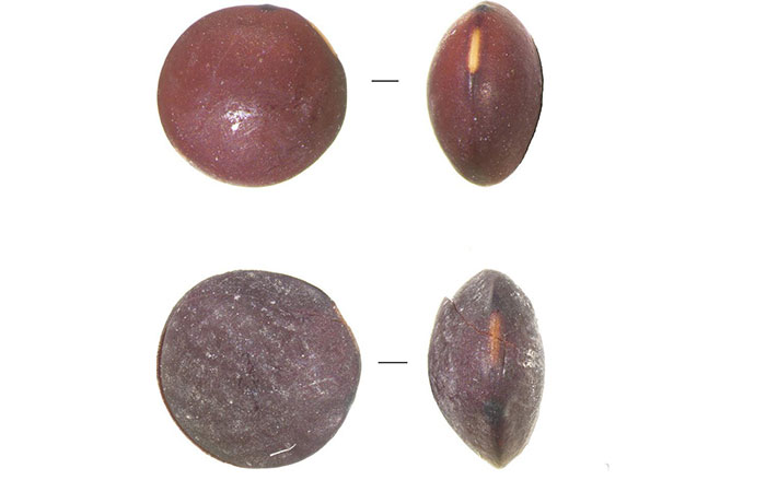 Ancient lentil seeds