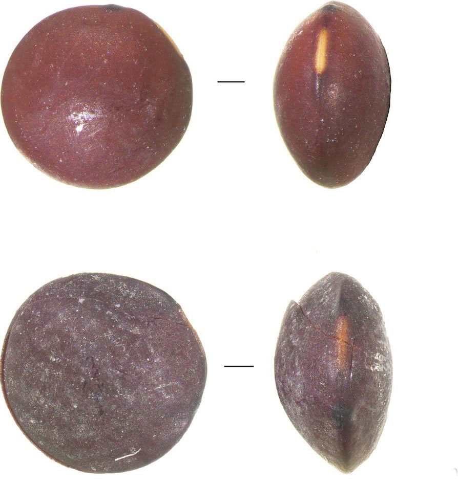 Ancient lentil seeds
