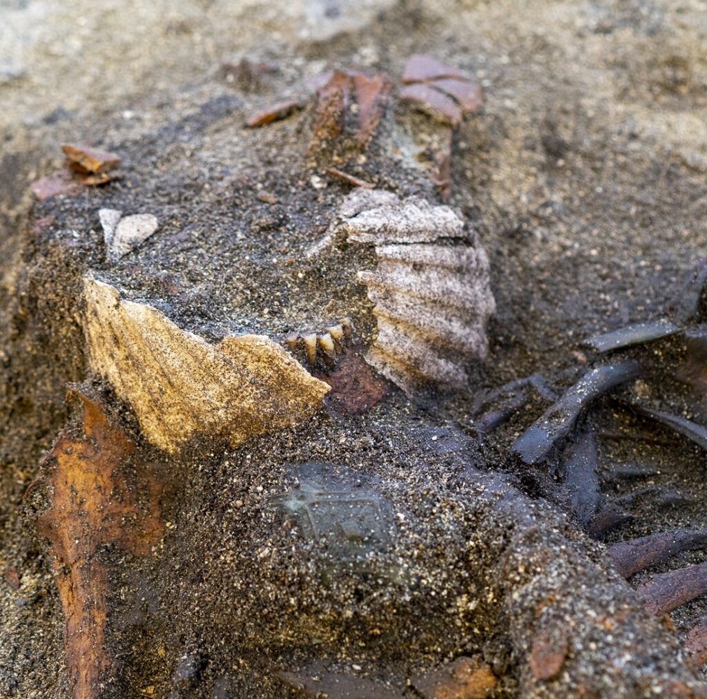 Scallop shells were found in situ around the Viking woman's mouth.