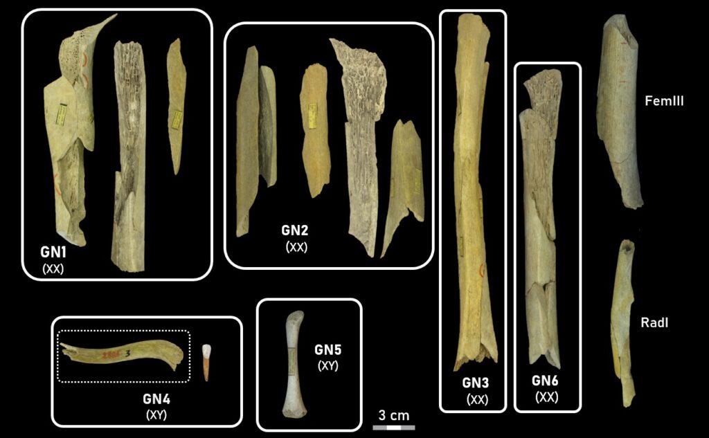 Butchered Neanderthal Remains from Belgium Analyzed