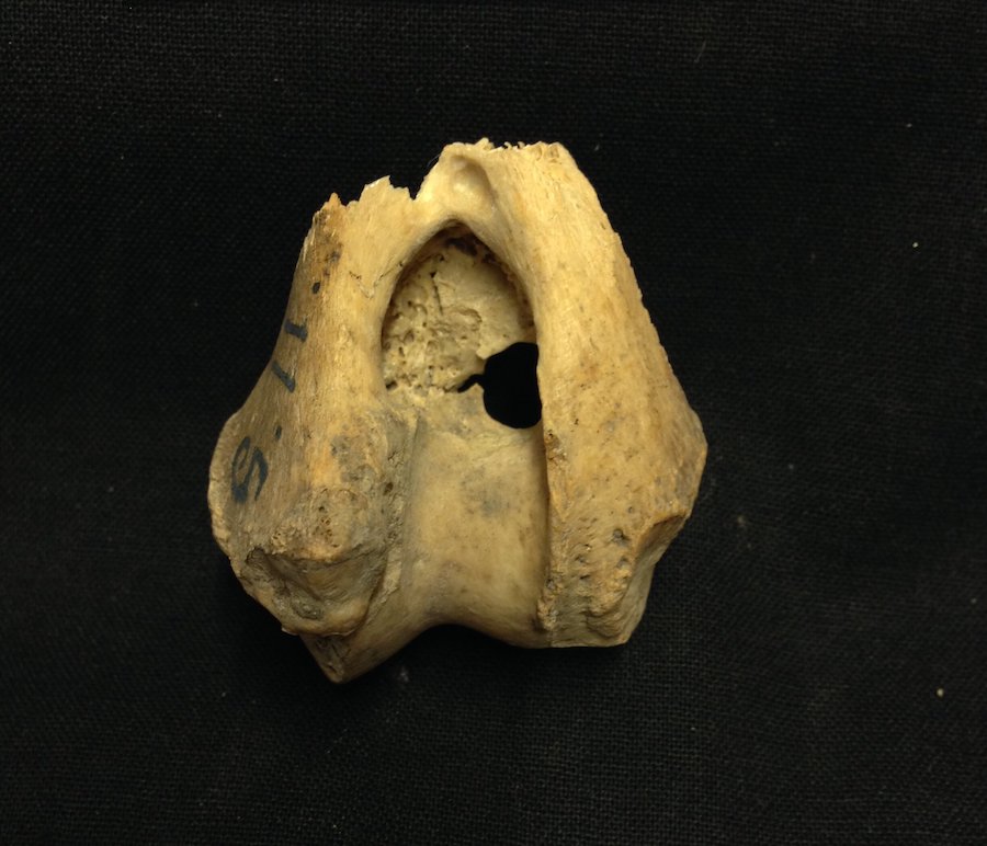 Were Ancient Eurasian Wolves Tame?