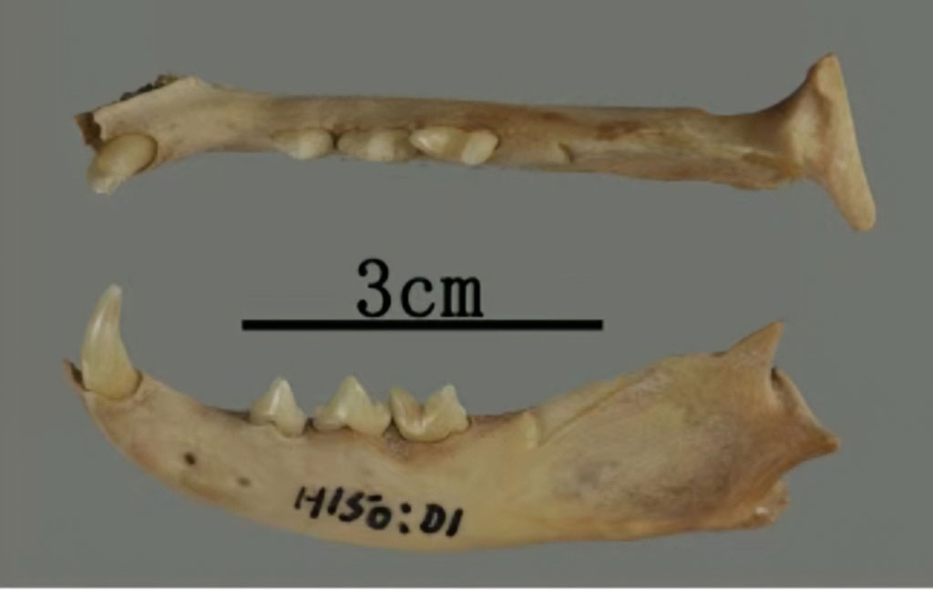 Mandible of China's earliest known domestic cat