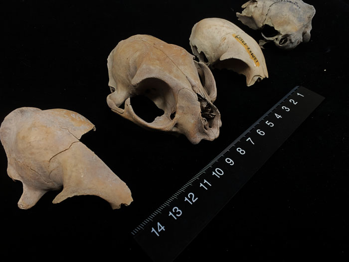 Domestic cat skulls unearthed from China's Xitucheng site
