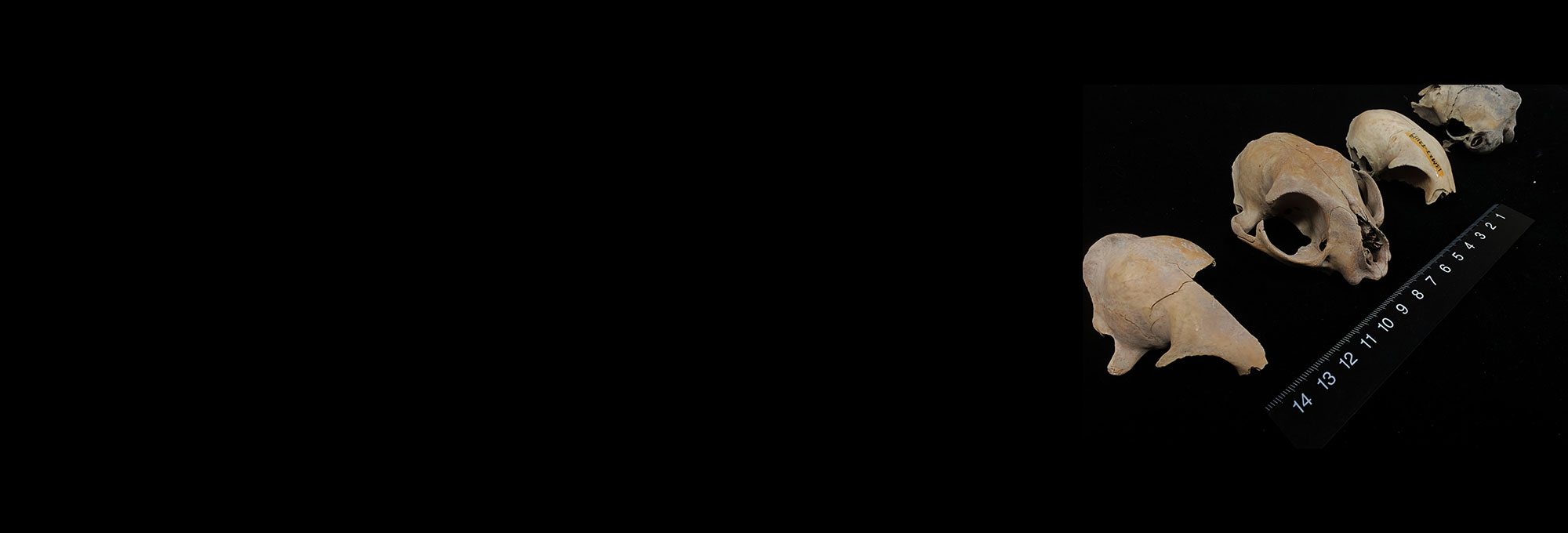 Domestic cat skulls unearthed from China's Xitucheng site