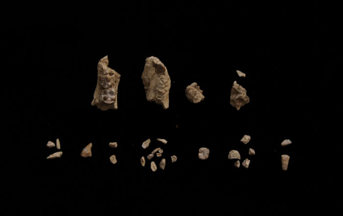 Hominin bone fragments