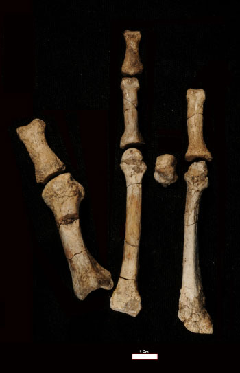 Hominin foot bones