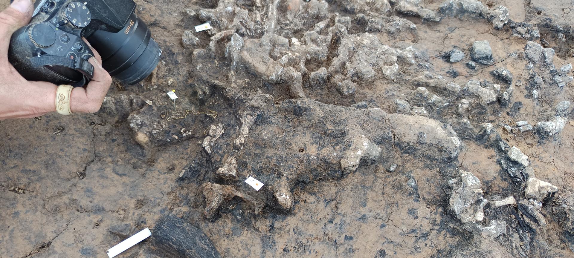 Narrow twisted gold sheet forming a bracelet mixed with cremated bones