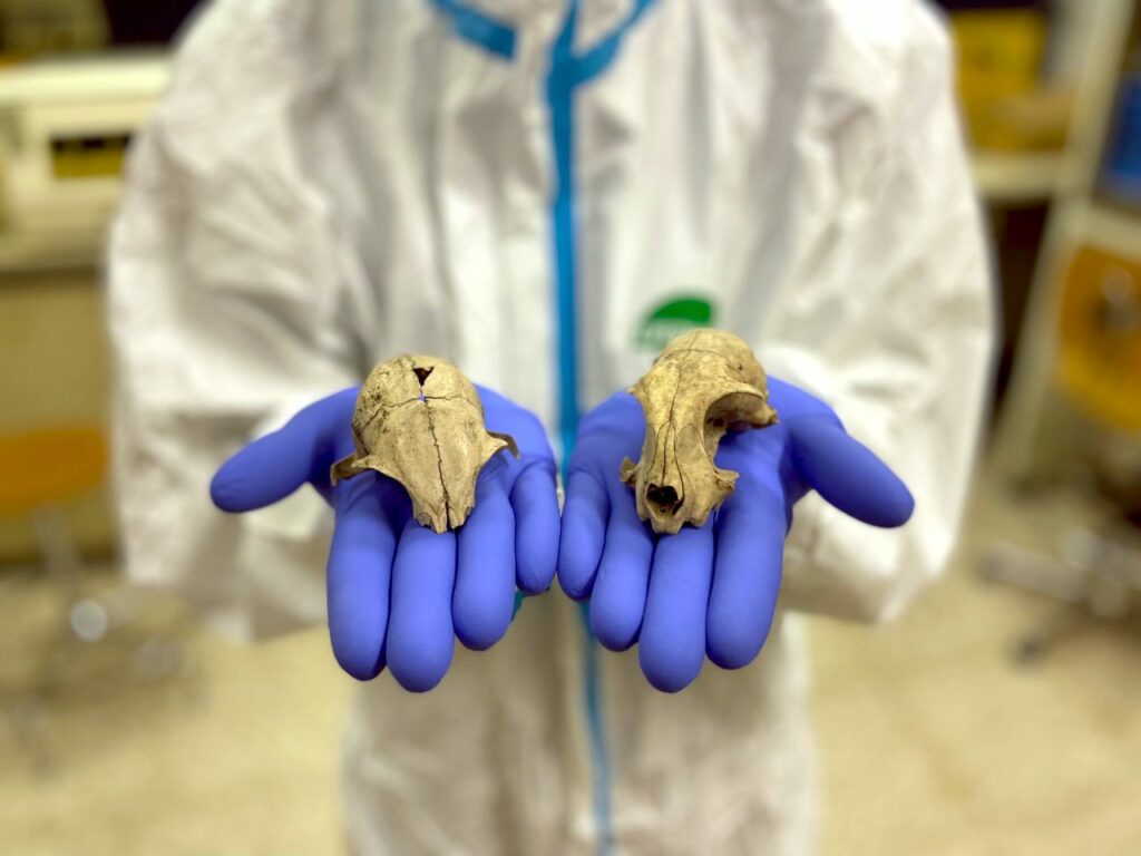 A researcher holds two cat skulls in the lab.