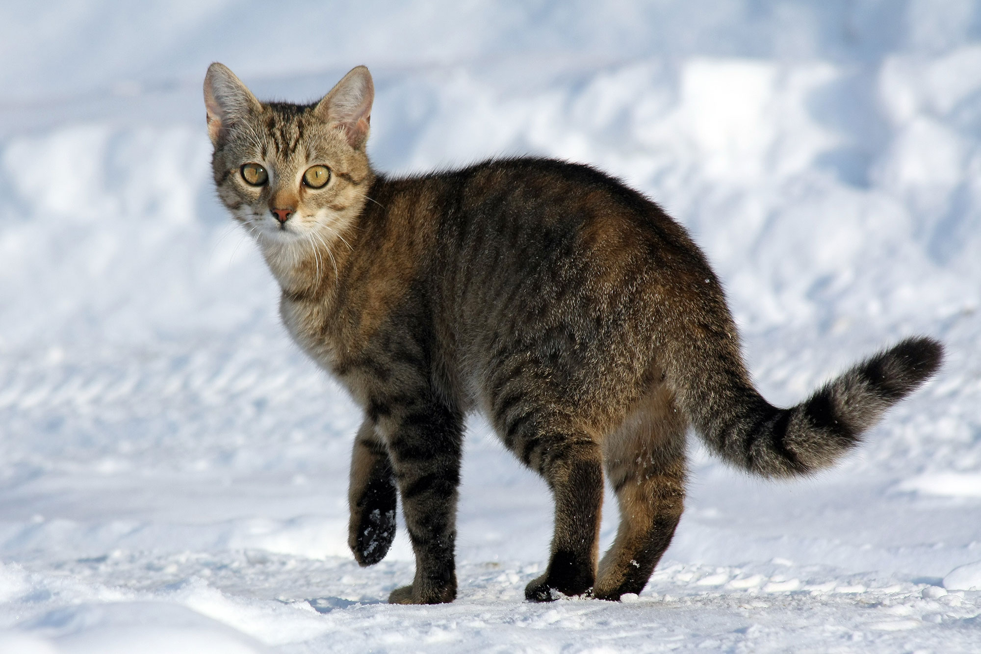 Female felis catus on snow