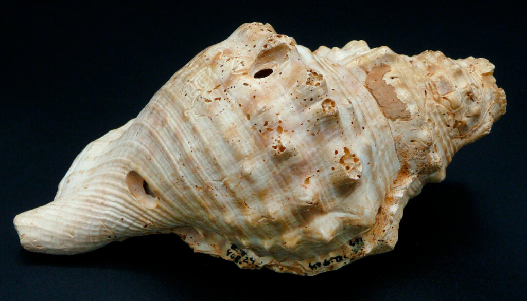 Neolithic Shell Trumpets from Spain Studied