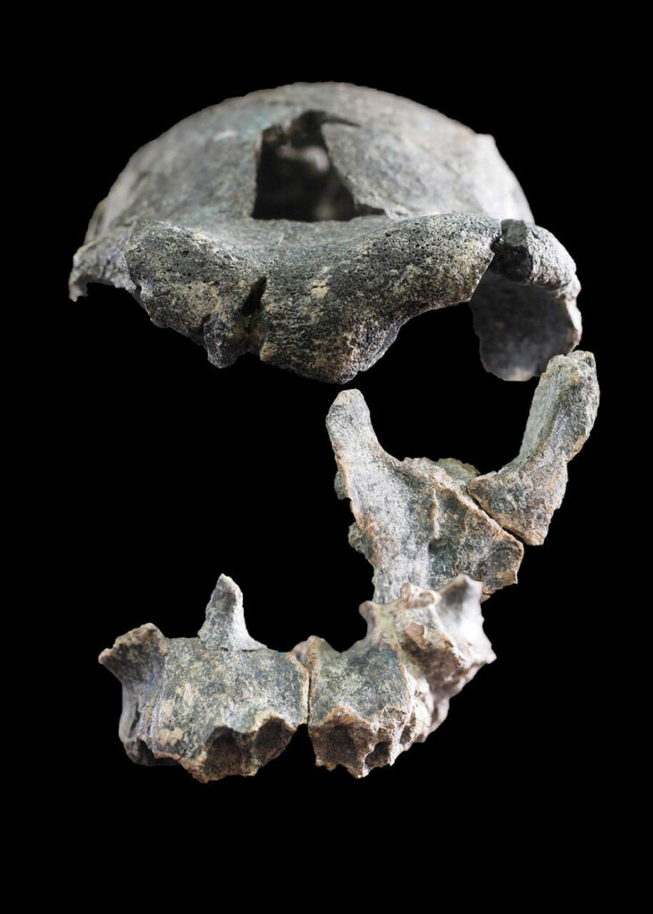 Homo fossil cranium