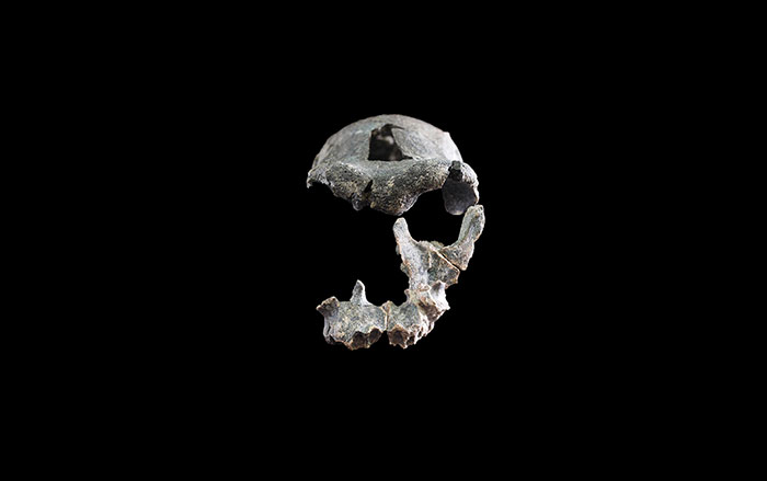 Homo fossil cranium