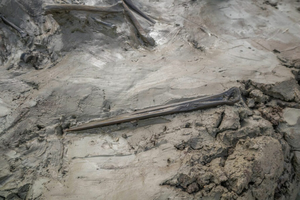 Bone dagger in situ, Logsjömossen, Sweden